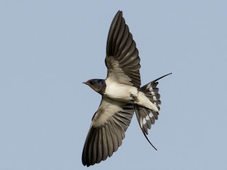 นกเต็มวัย (White-bellied) - Huw Roberts - ML305765881