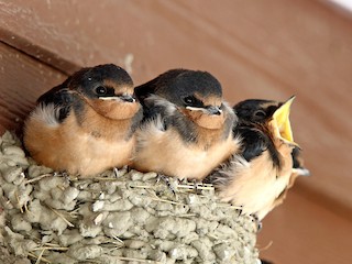  - Barn Swallow
