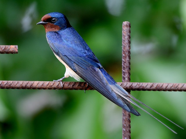 Adult (White-bellied) - Barn Swallow (White-bellied) - 