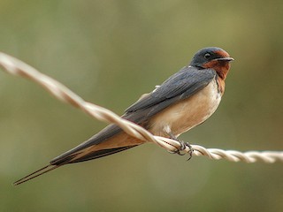 Дорослий птах (Buff-bellied) - Itamar Donitza - ML305767031