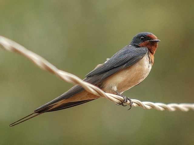 Adult (Buff-bellied) - Barn Swallow (Buff-bellied) - 