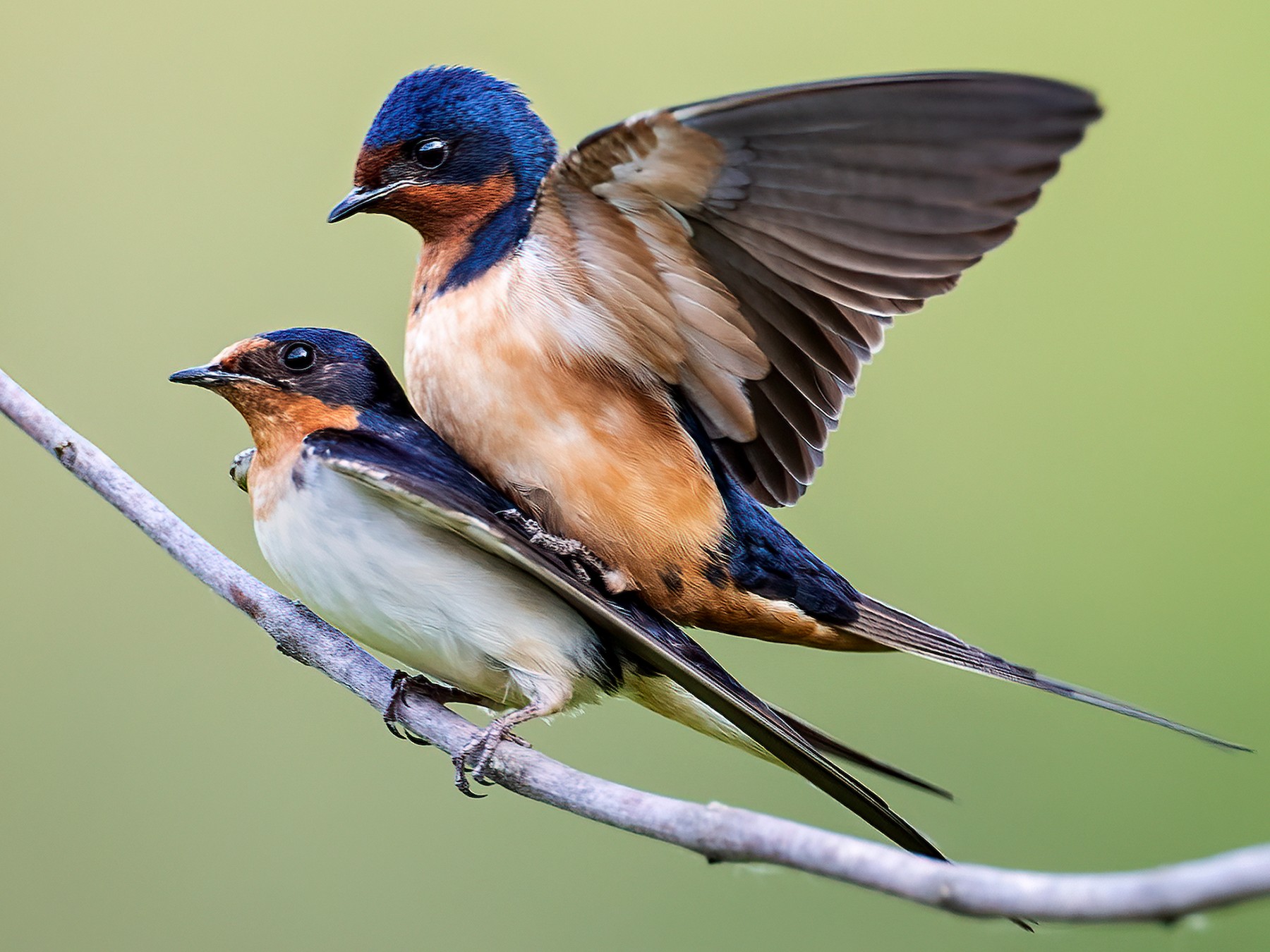 Barn Swallow - eBird