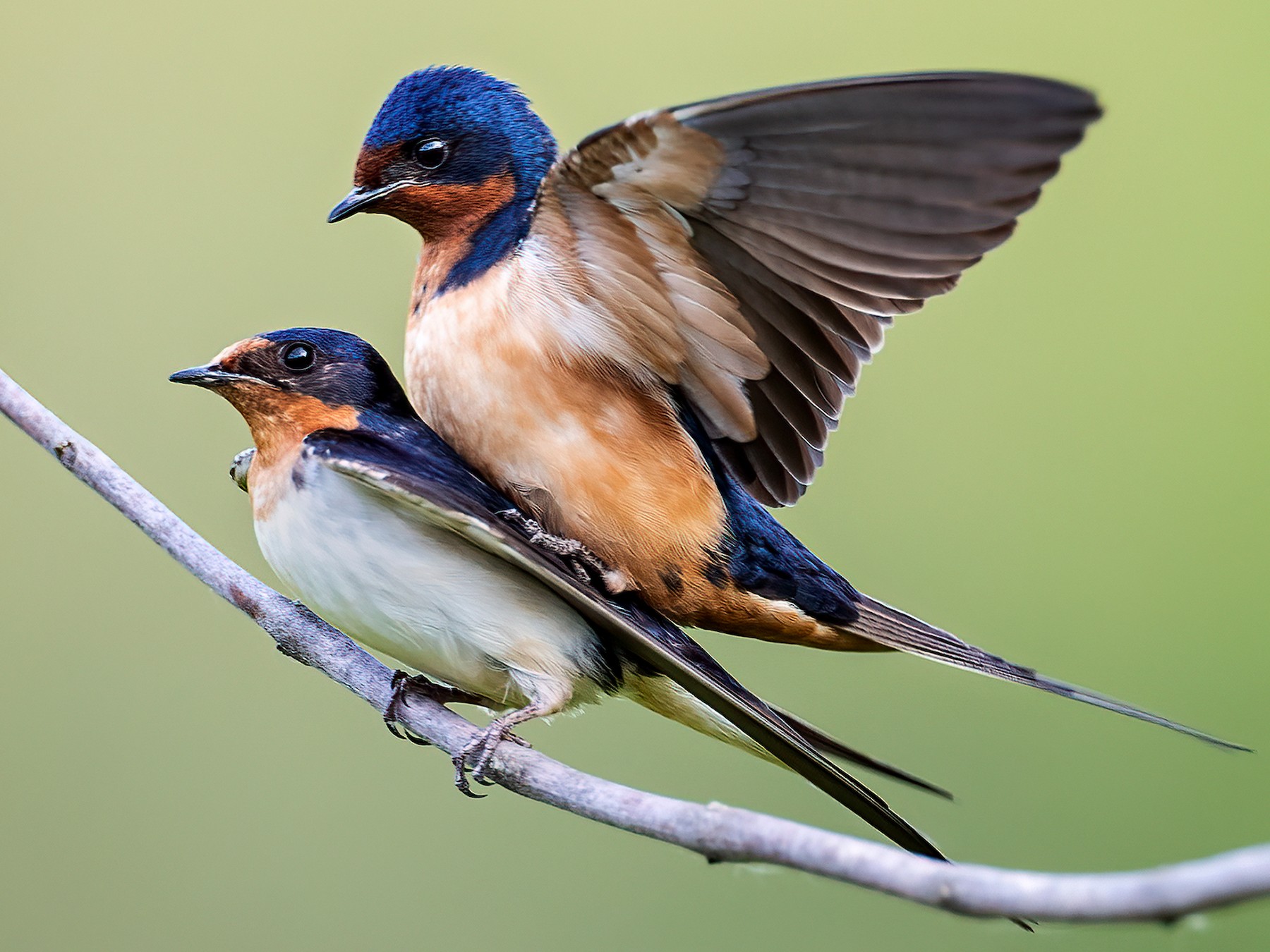 Barn Swallow - Ryan Sanderson