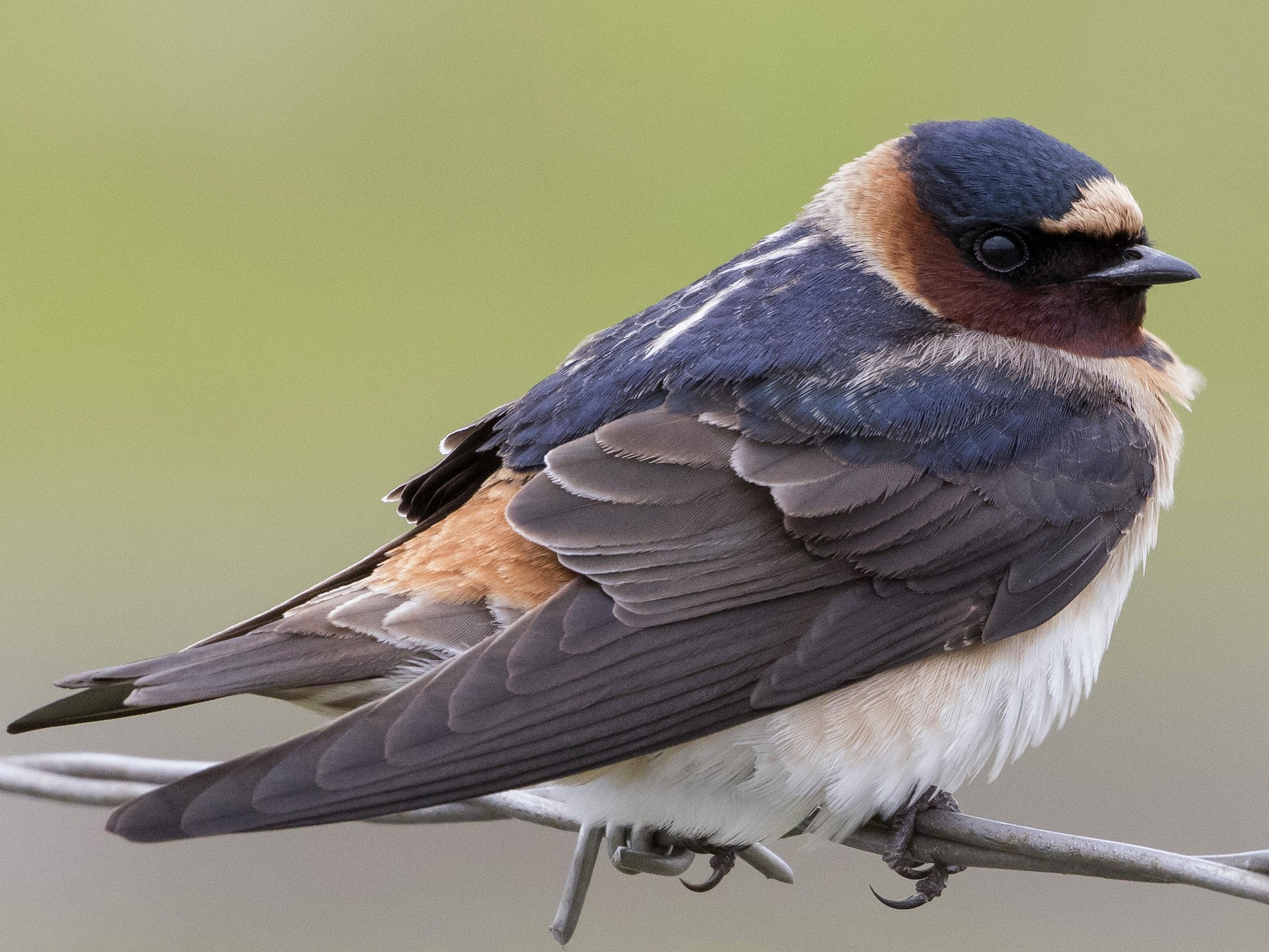 Cliff Swallow eBird