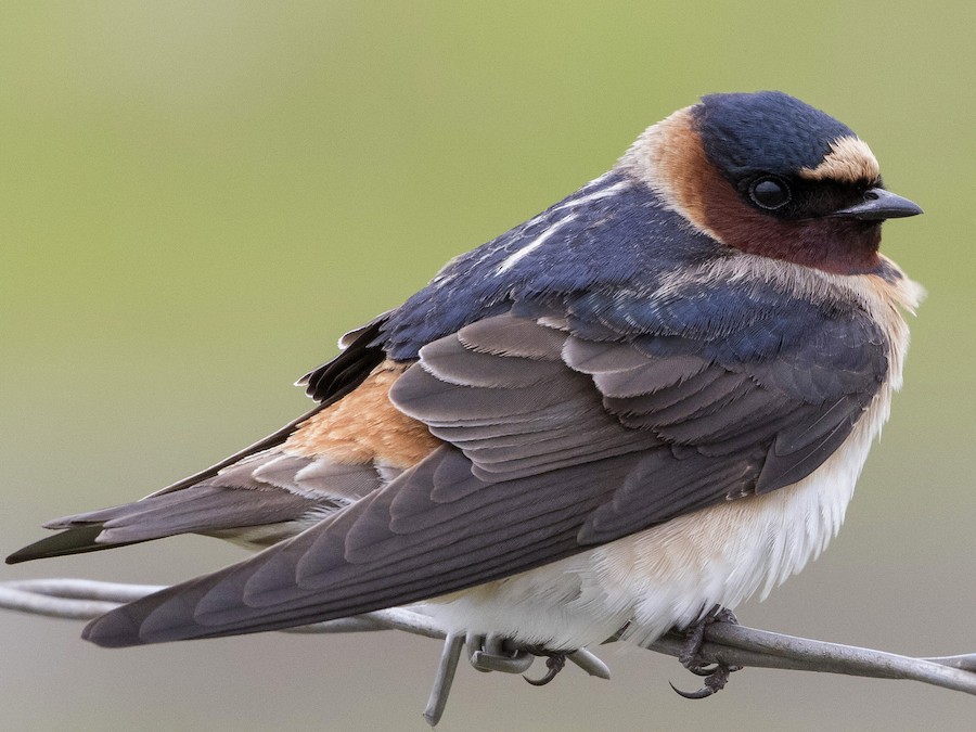 サンショクツバメ - eBird