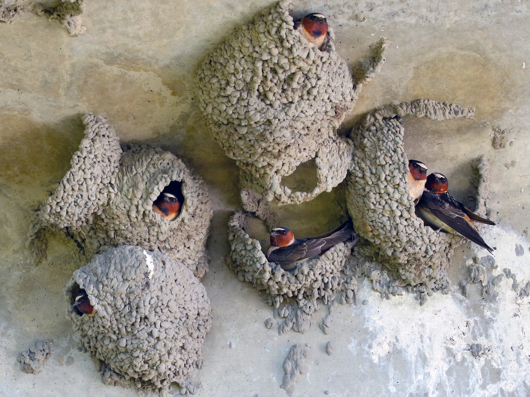 Golondrina de cuevas americana - eBird