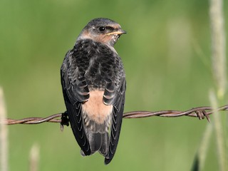 Молодая птица - Darren Clark - ML305773081