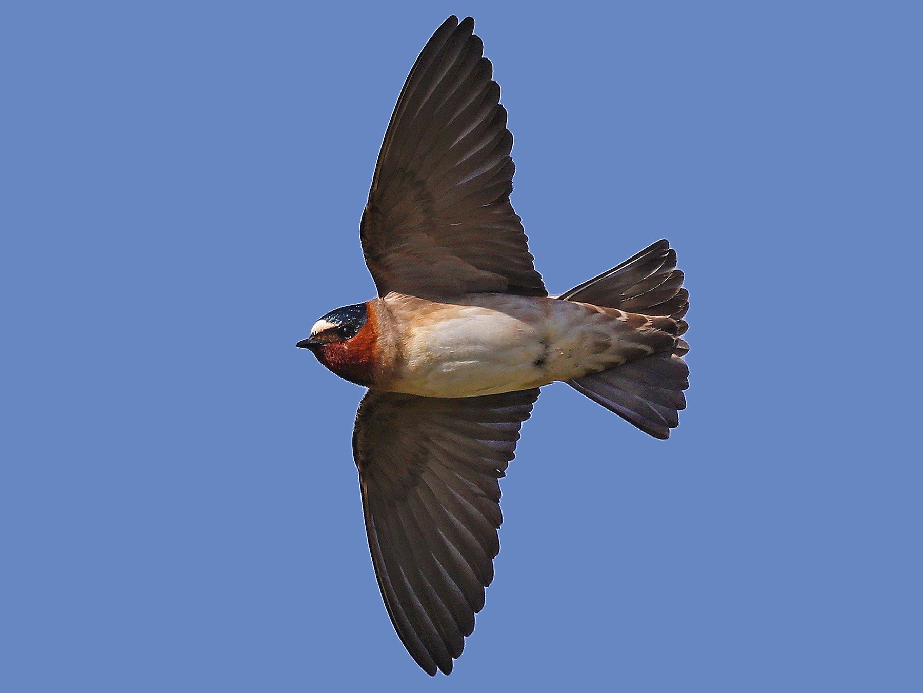 Cliff Swallow EBird