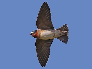 サンショクツバメ - eBird