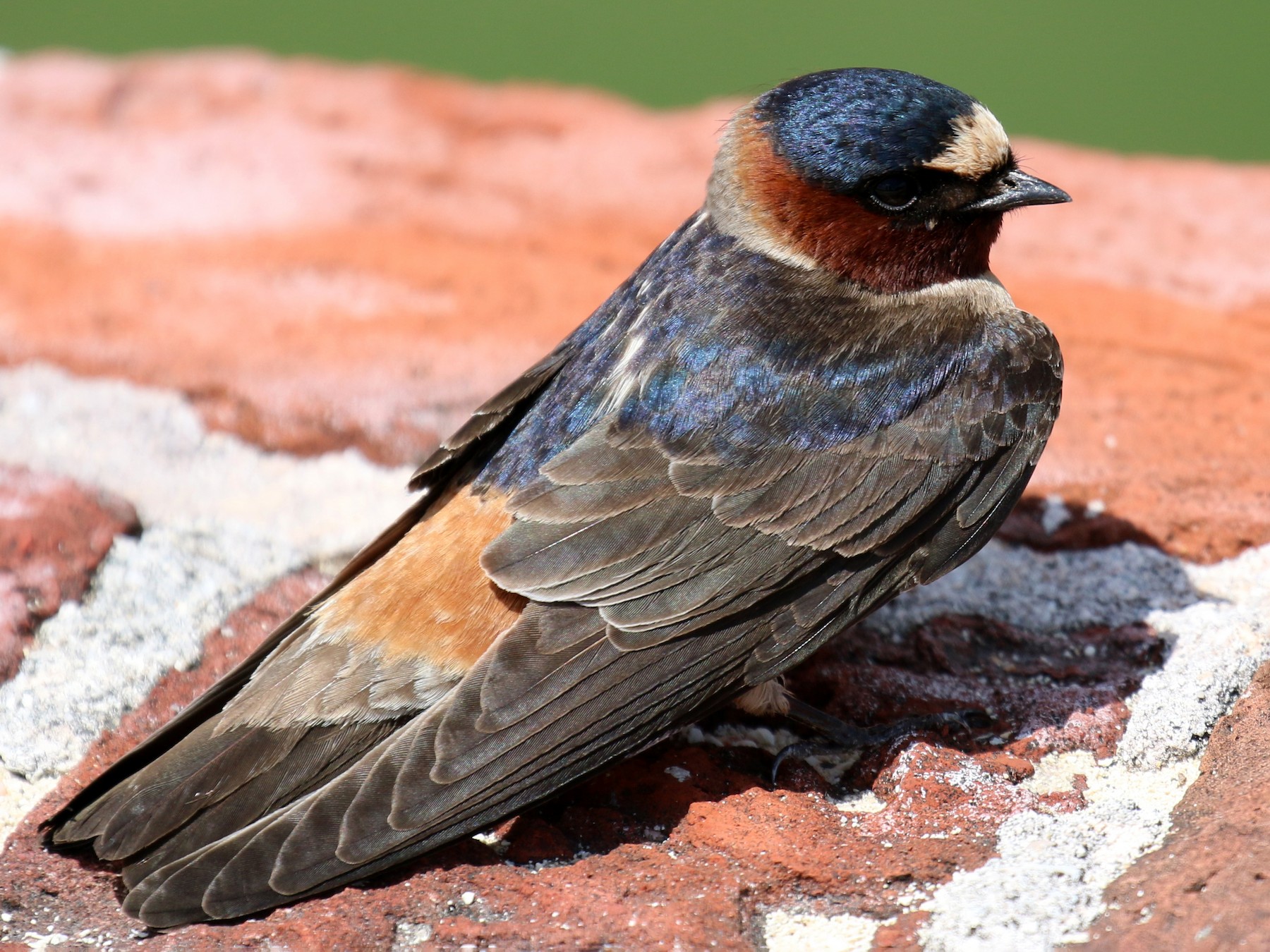 Cliff Swallow - David Carr