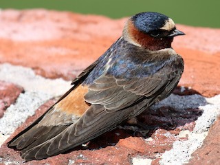 サンショクツバメ - eBird