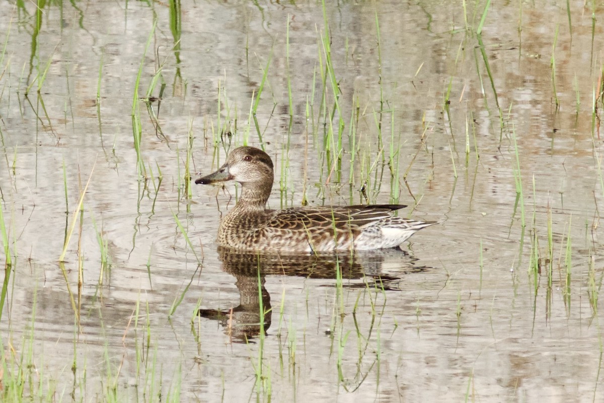 Green-winged Teal - ML305777331