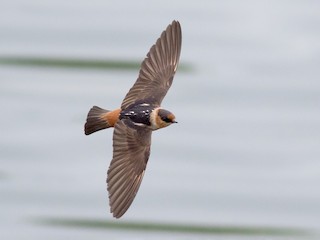  - Cave Swallow (Caribbean)