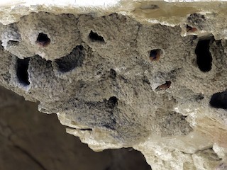  - Cave Swallow