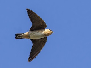  - Cave Swallow