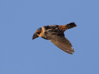  - Cave Swallow