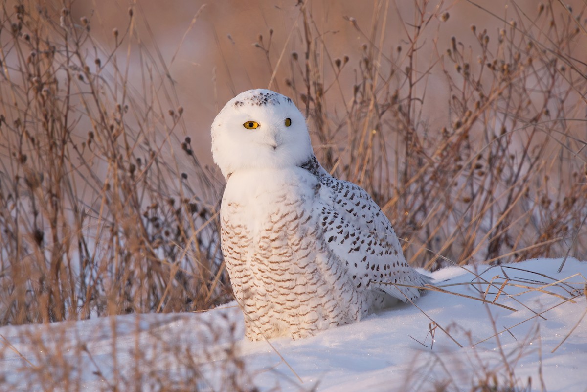 Snowy Owl - ML305779721