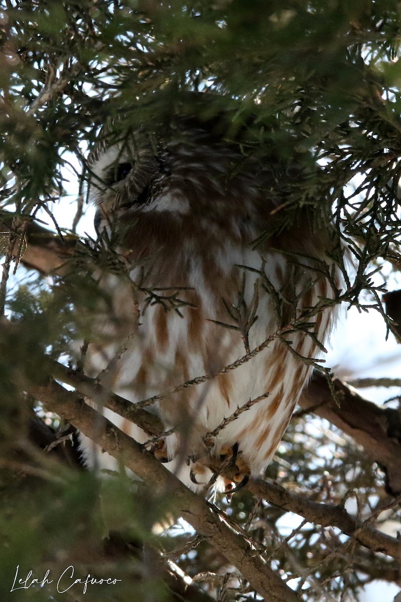 Northern Saw-whet Owl - Lelah Cafuoco