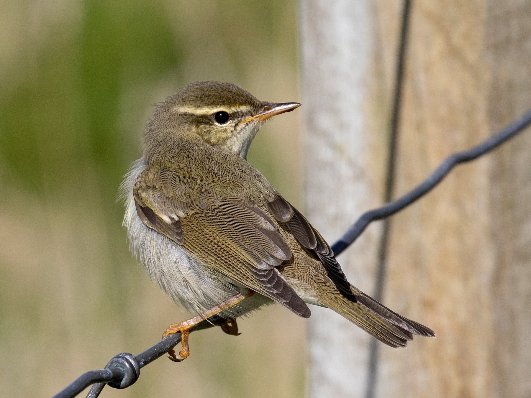 Arctic Warbler - Daniel Gornall