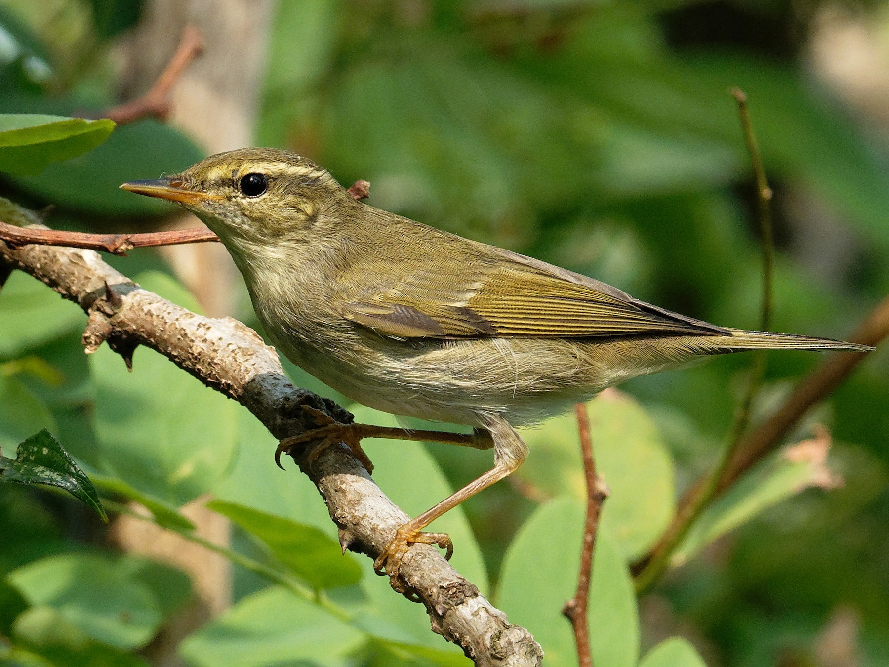 Arctic Warbler - eBird