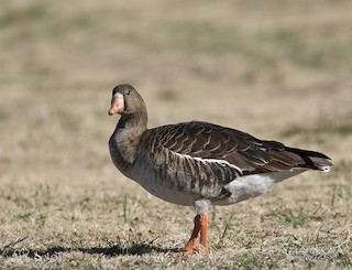 Greater White-fronted Goose, ML305787011