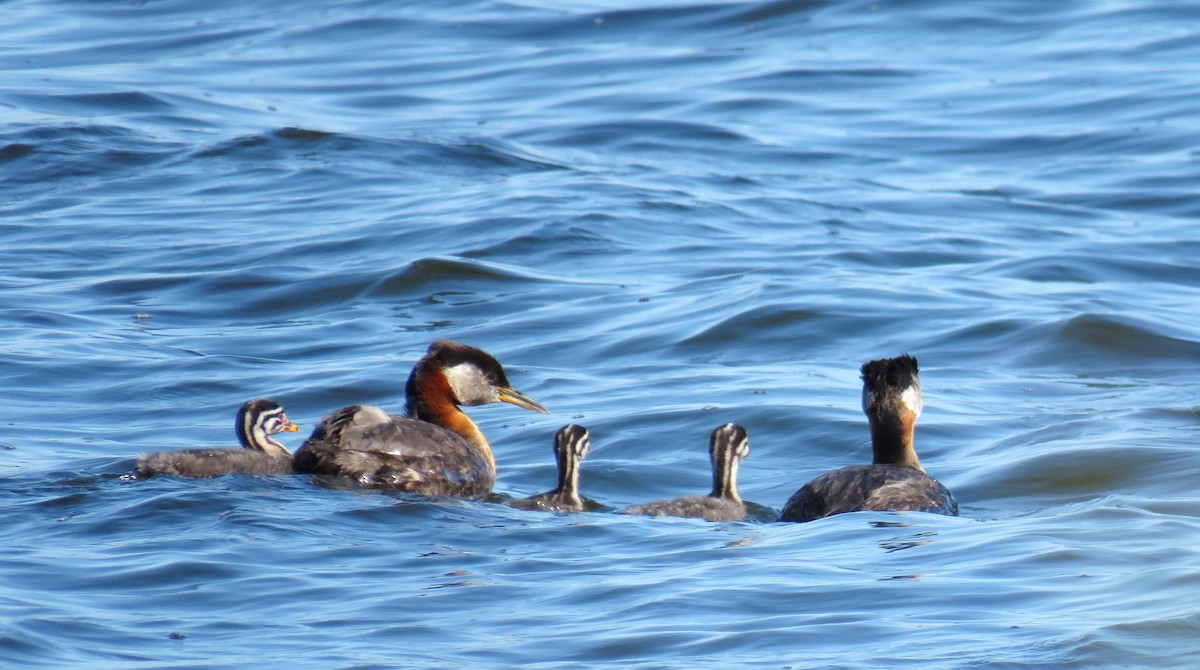 Red-necked Grebe - ML30578791
