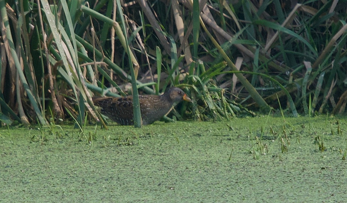 Spotted Crake - ML305789041