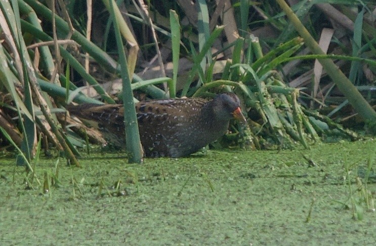 Spotted Crake - ML305789071