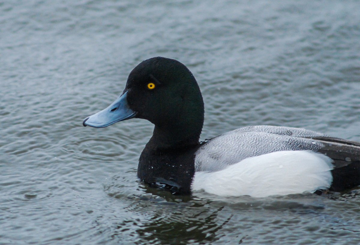 Greater Scaup - ML305791301