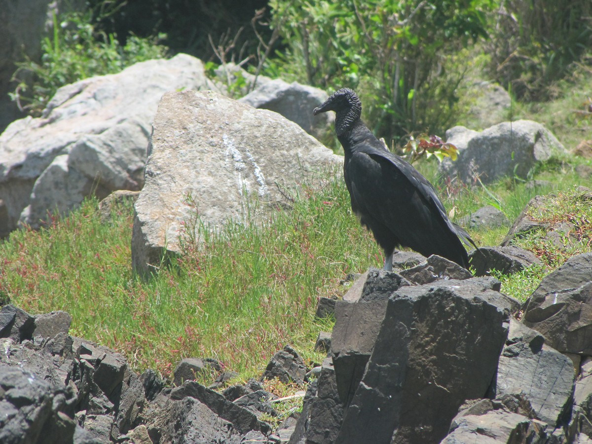 Black Vulture - ML305796621