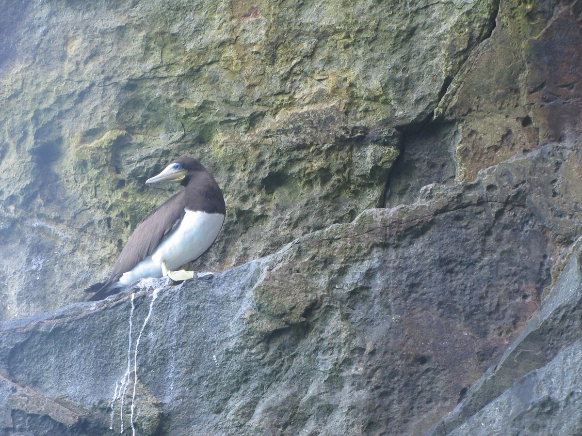 Brown Booby - ML305796641