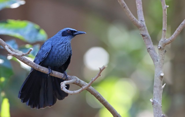 Baby Blue  The Mockingbird