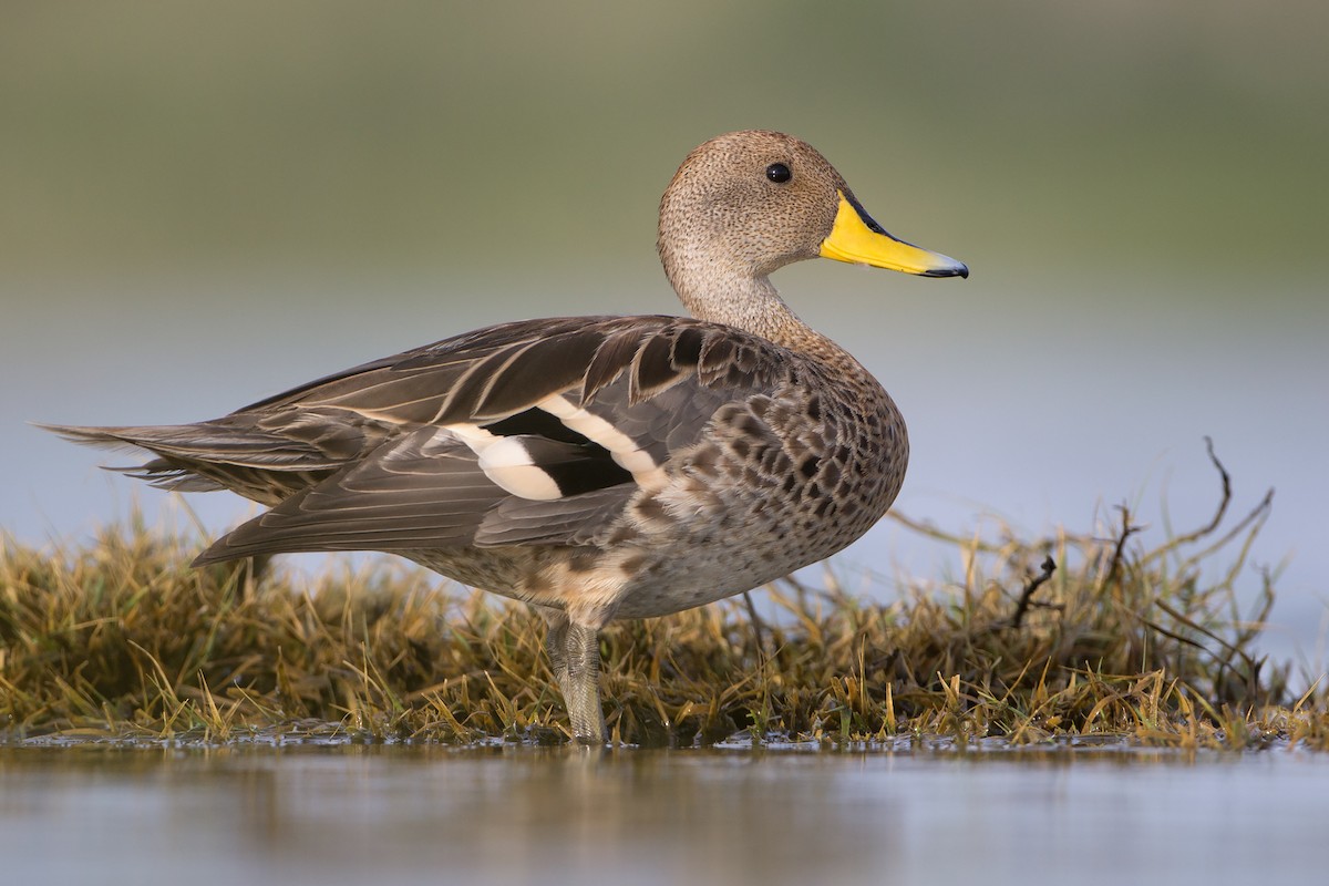Yellow-billed Pintail - Mariano Fernández Kloster