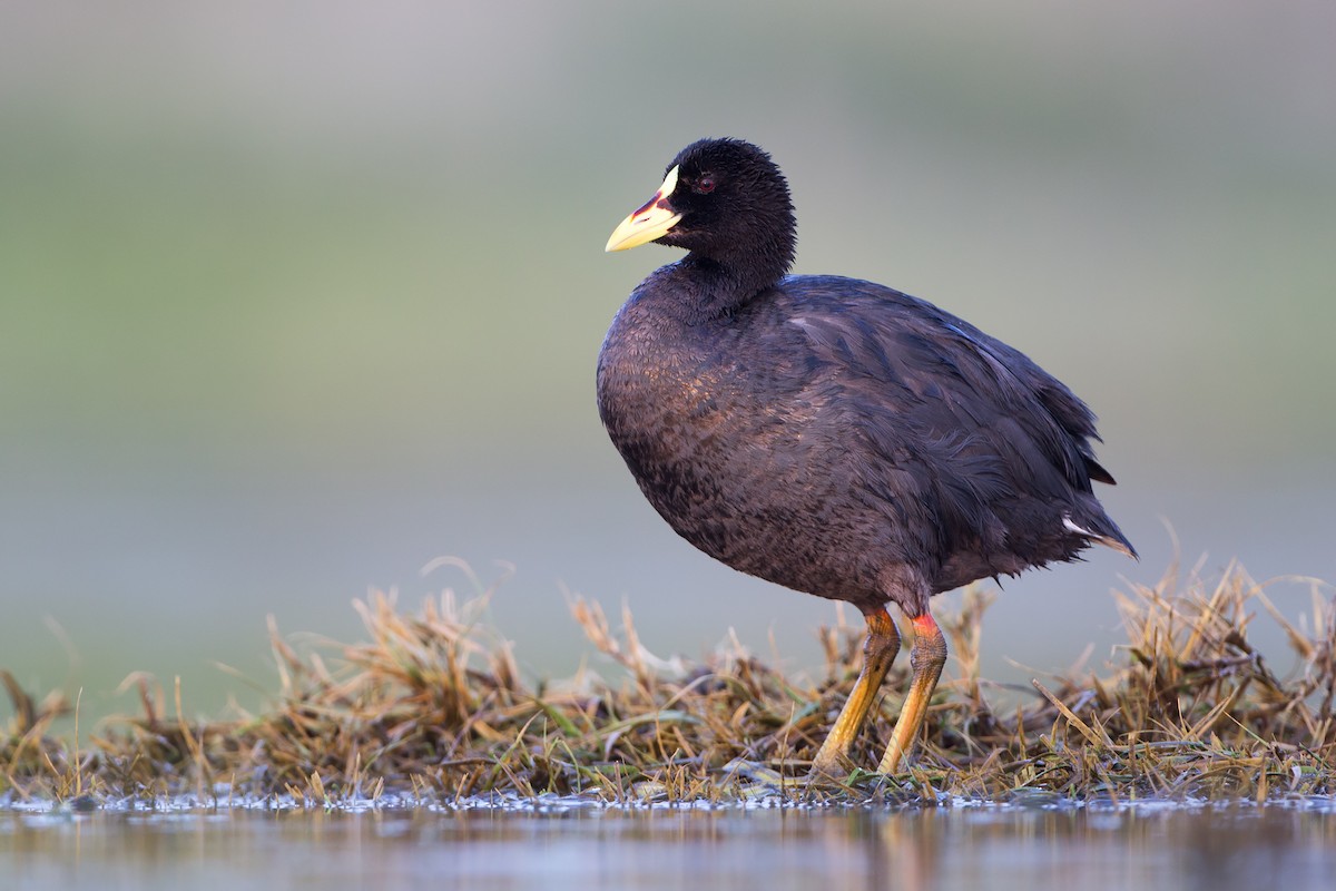 Red-gartered Coot - ML305800631