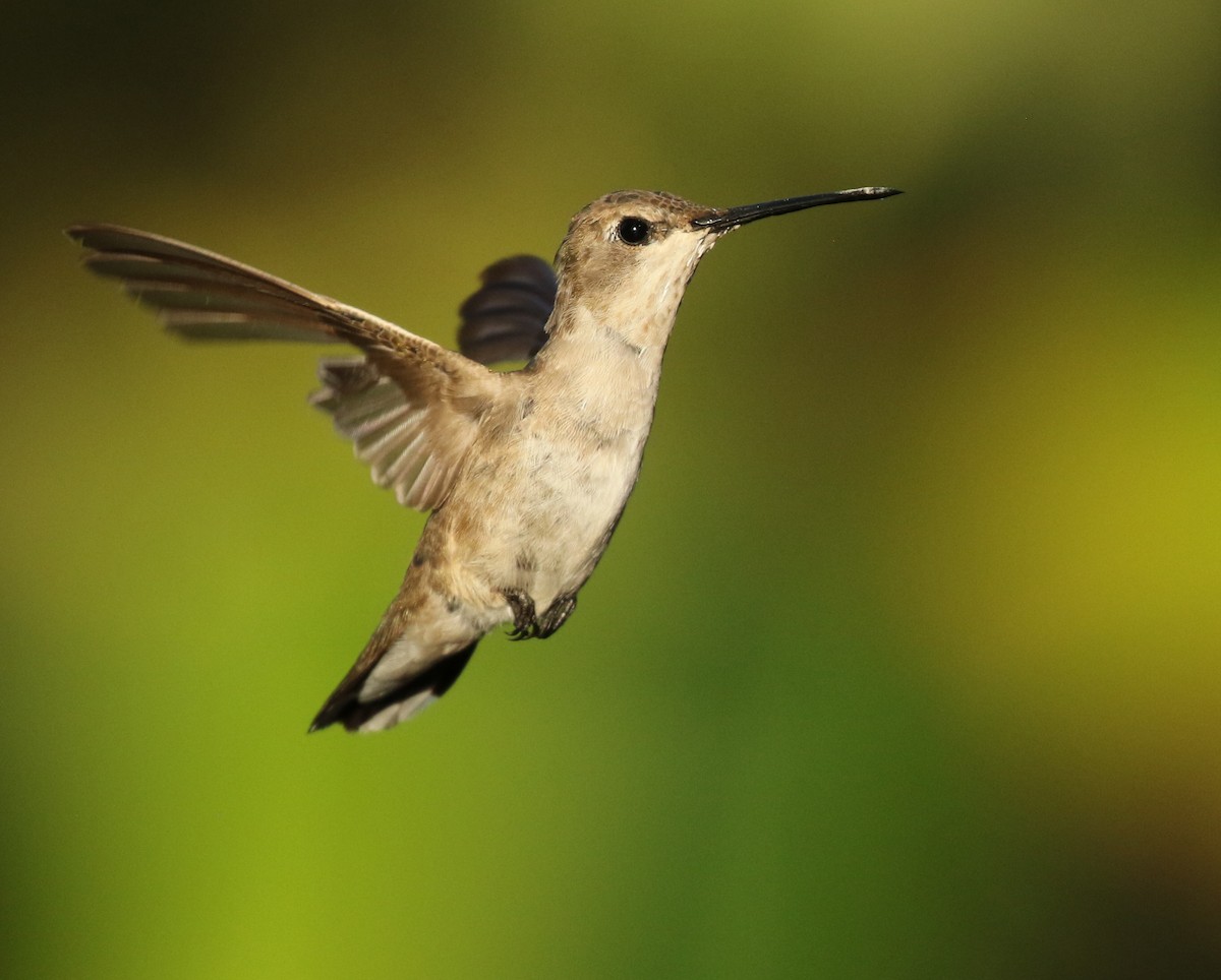Black-chinned Hummingbird - Luke Seitz