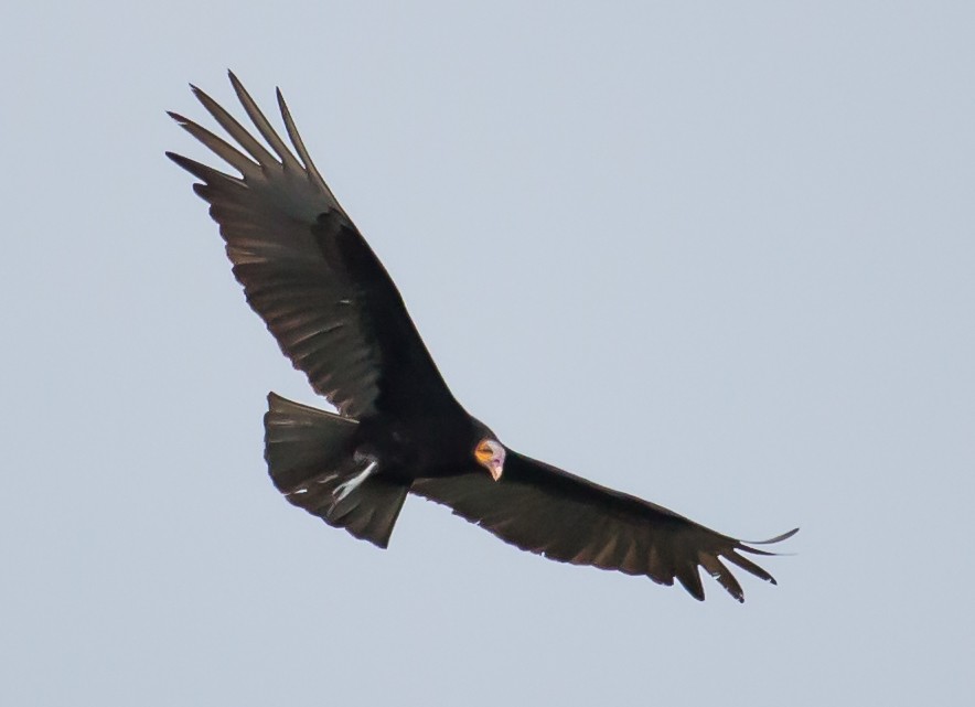 Lesser Yellow-headed Vulture - Carole Rose