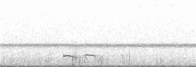 Winternachtschwalbe - ML30580701