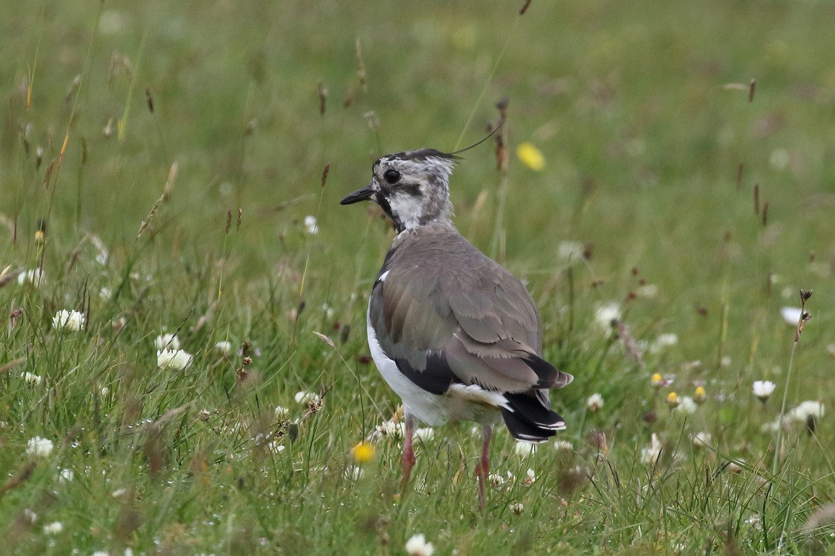 Northern Lapwing - Roly Pitts