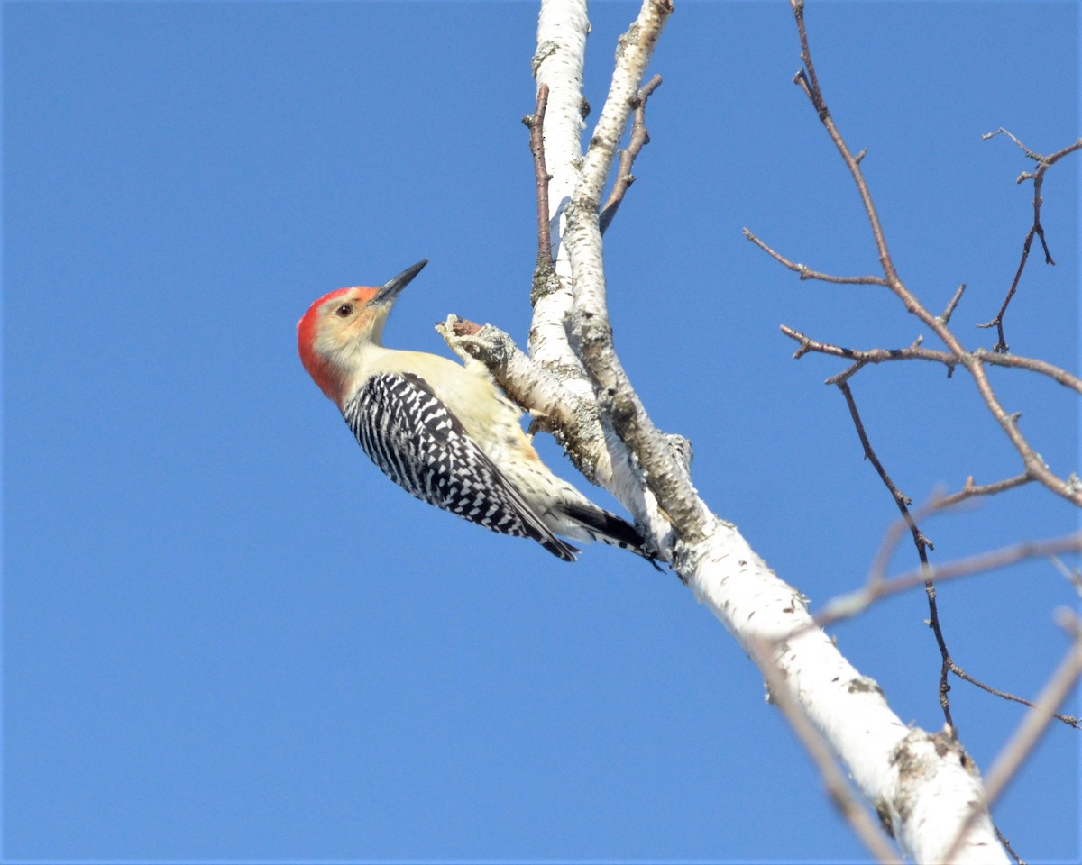 Red-bellied Woodpecker - Heather Pickard