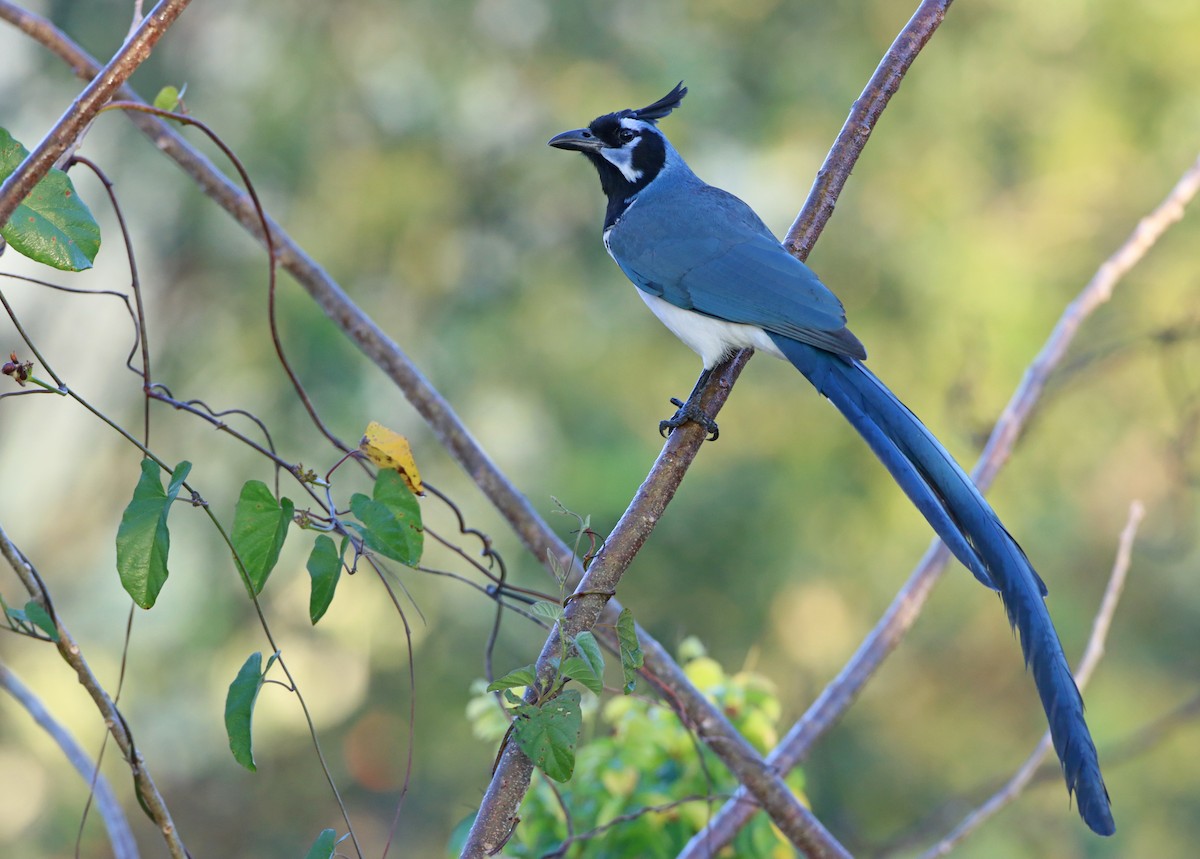 Black-throated Magpie-Jay - ML305810091