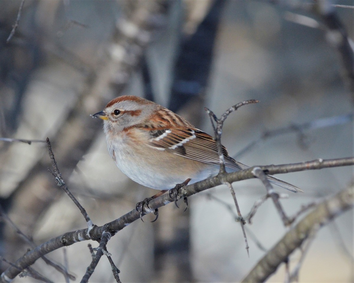 American Tree Sparrow - ML305811151