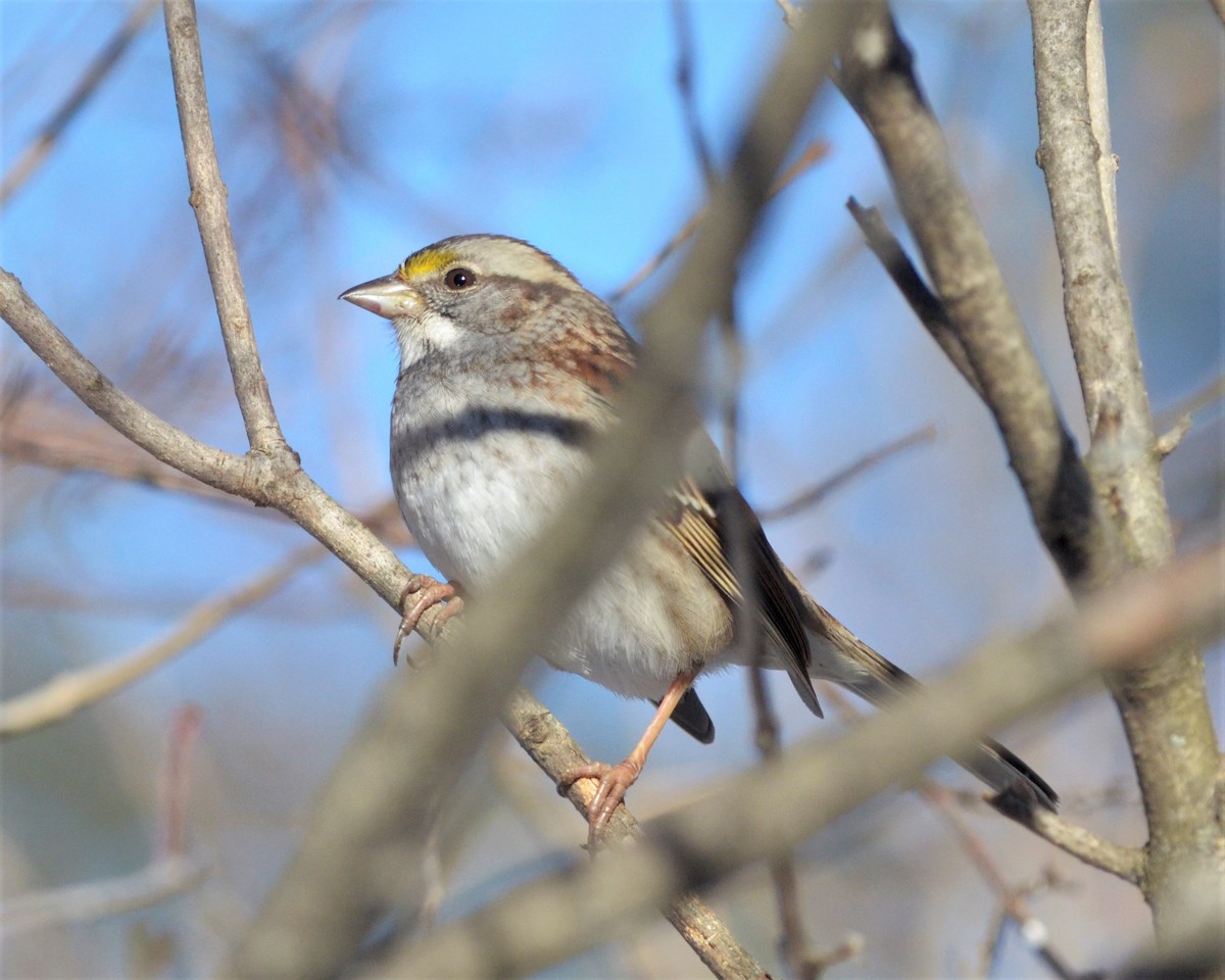 White-throated Sparrow - ML305811361
