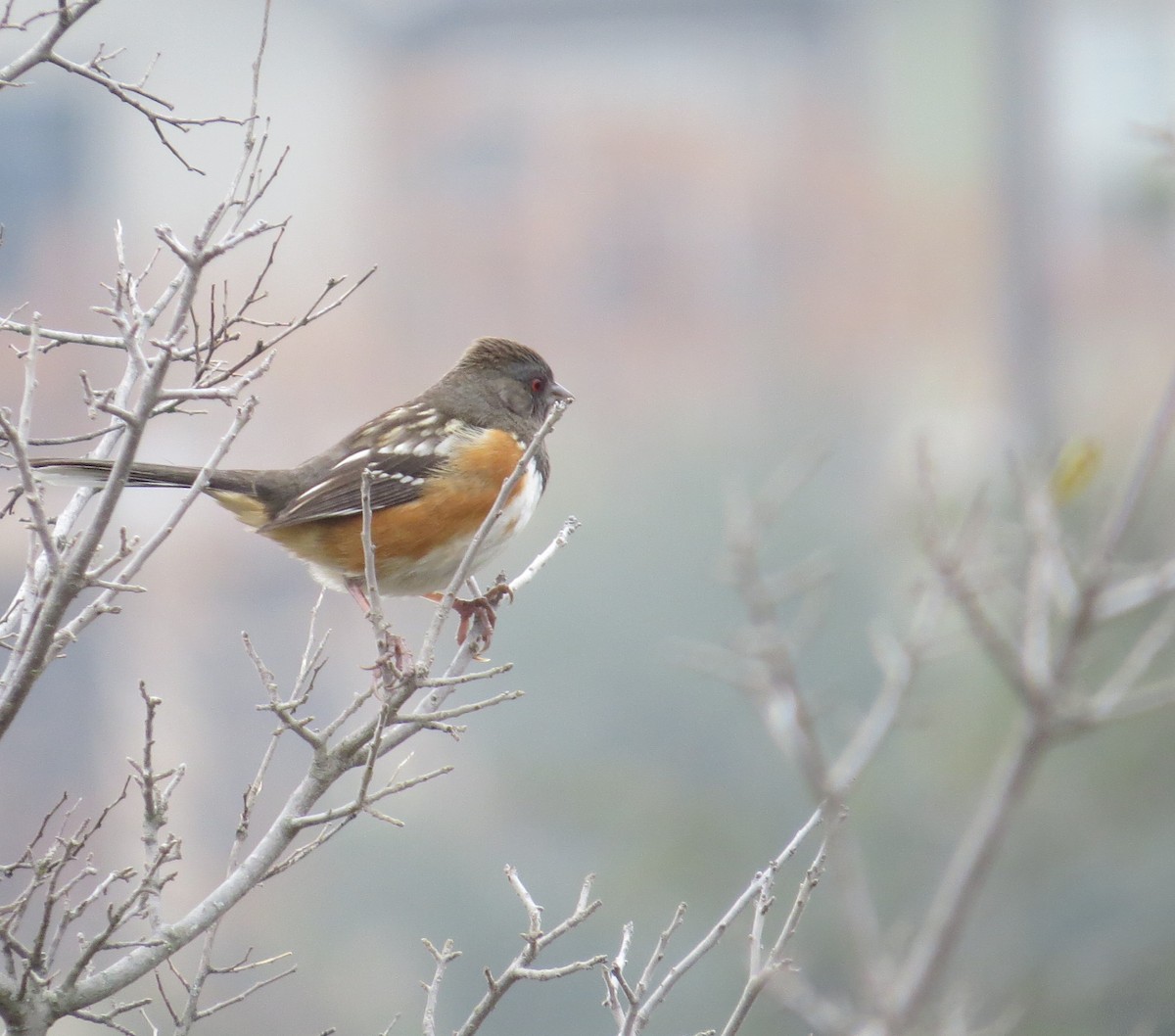 Spotted Towhee - ML305816281