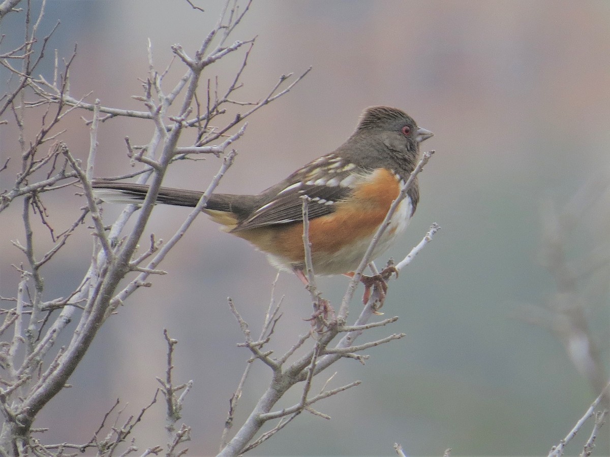 Spotted Towhee - ML305816291