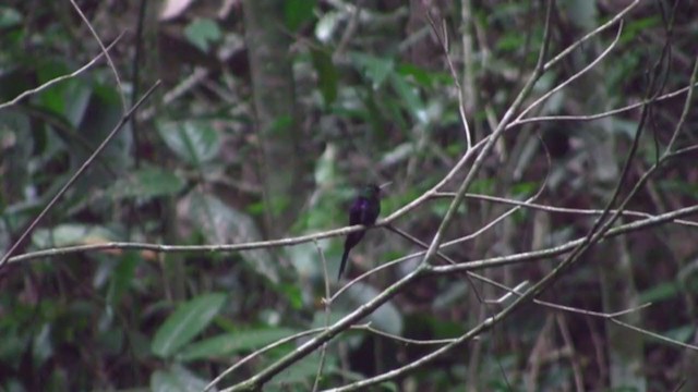 kolibřík pralesní - ML305818911