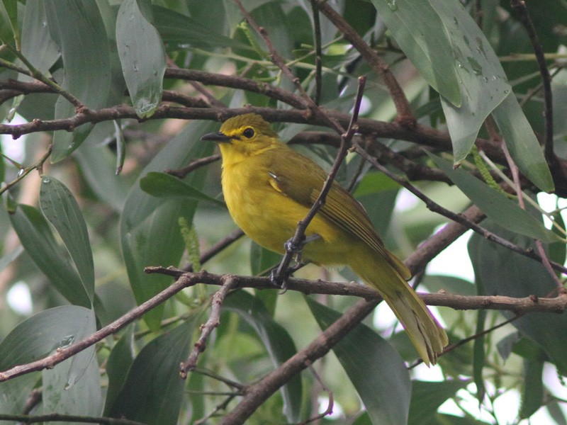 Yellow-browed Bulbul - Jayan Thomas