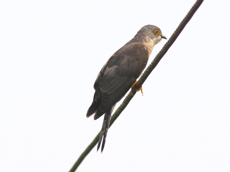 Common Hawk-Cuckoo - Jayan Thomas