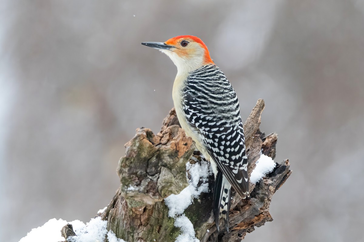 Red-bellied Woodpecker - Matthew Plante