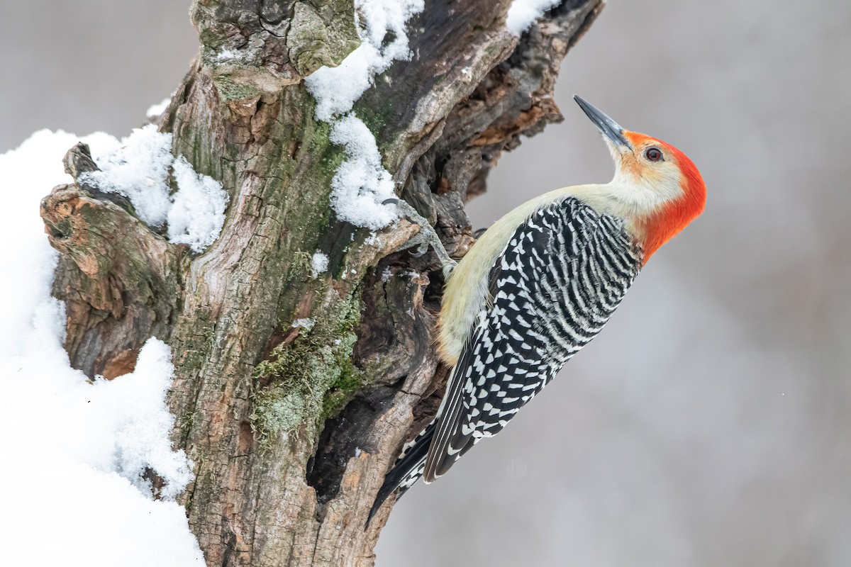Red-bellied Woodpecker - ML305823591