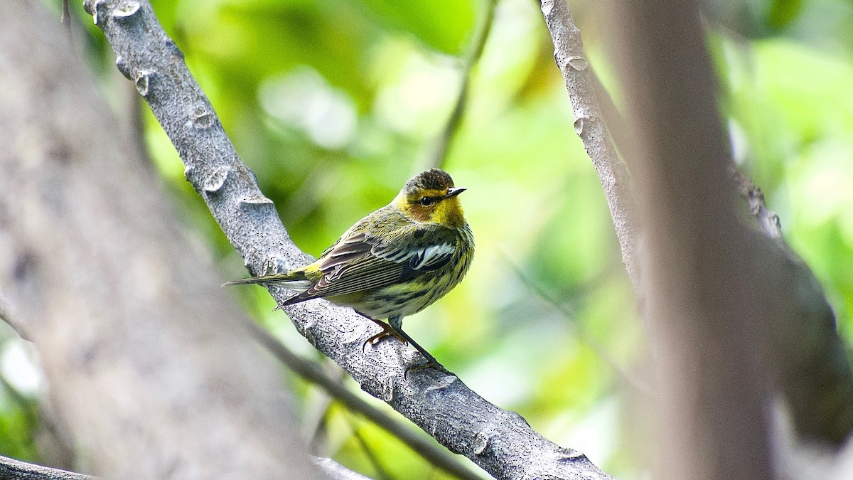 Cape May Warbler - ML305824181
